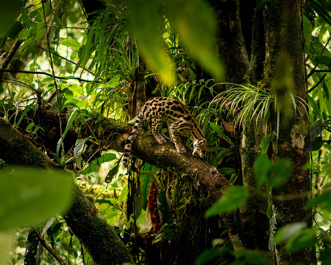 Origins Chronicles: Celebrating the Primitive Art of Brazil's Indigenous Tribes